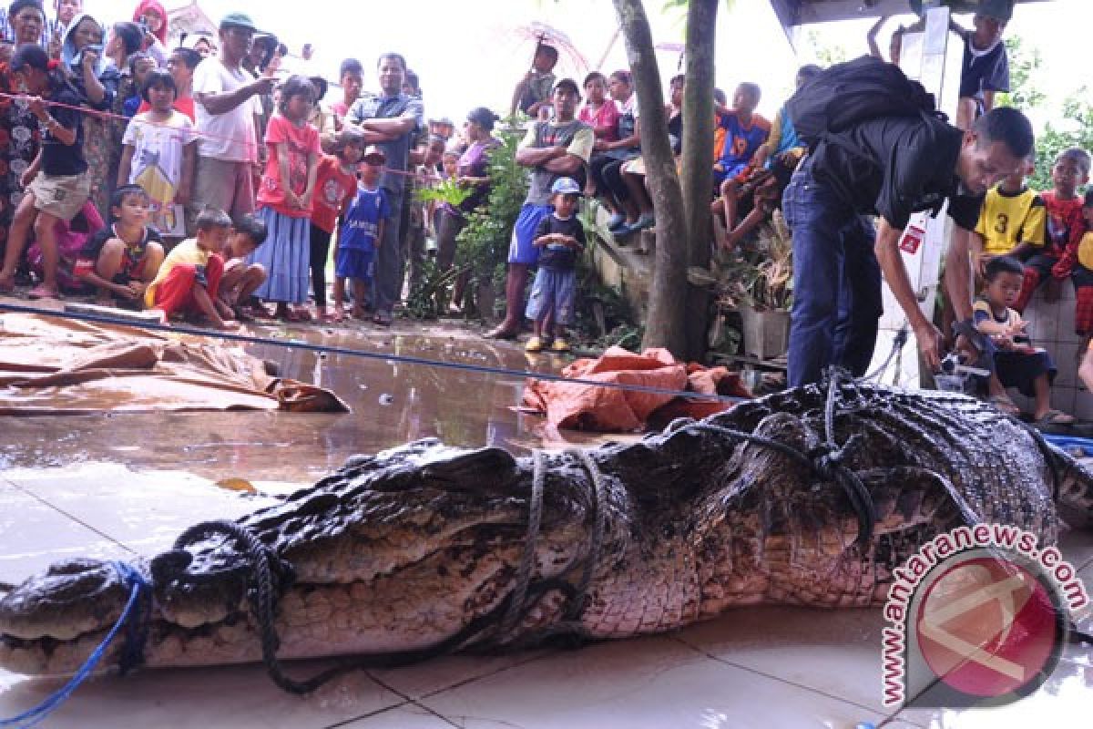 Buaya tangkapan warga Sampit diserahkan ke BKSDA