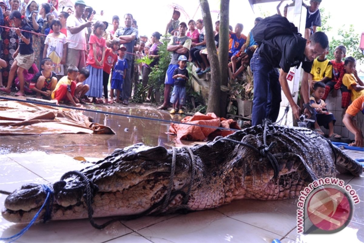 Dewan Berinisiatif Bahas Penanganan Keganasan Buaya Mentaya 