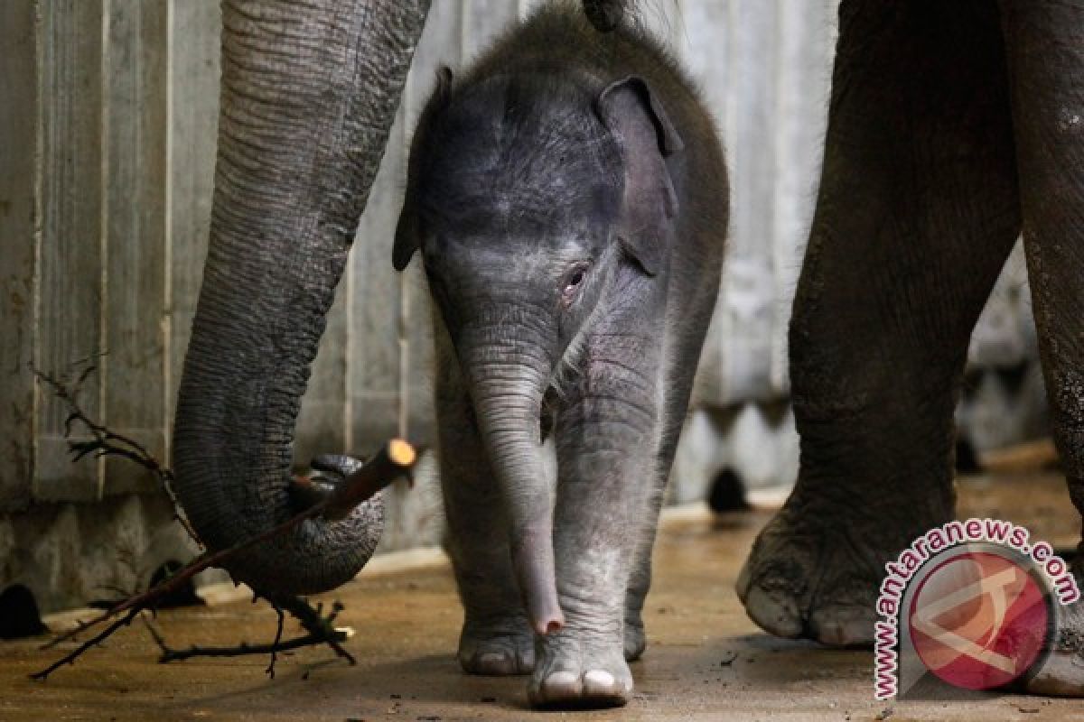 Anak gajah betina lahir di Way Kambas