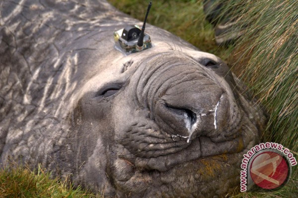 Anjing laut gajah bantu peneliti di Antartika 