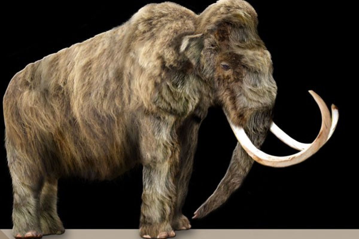 Ilmuwan Rusia pelajari otak mammoth 