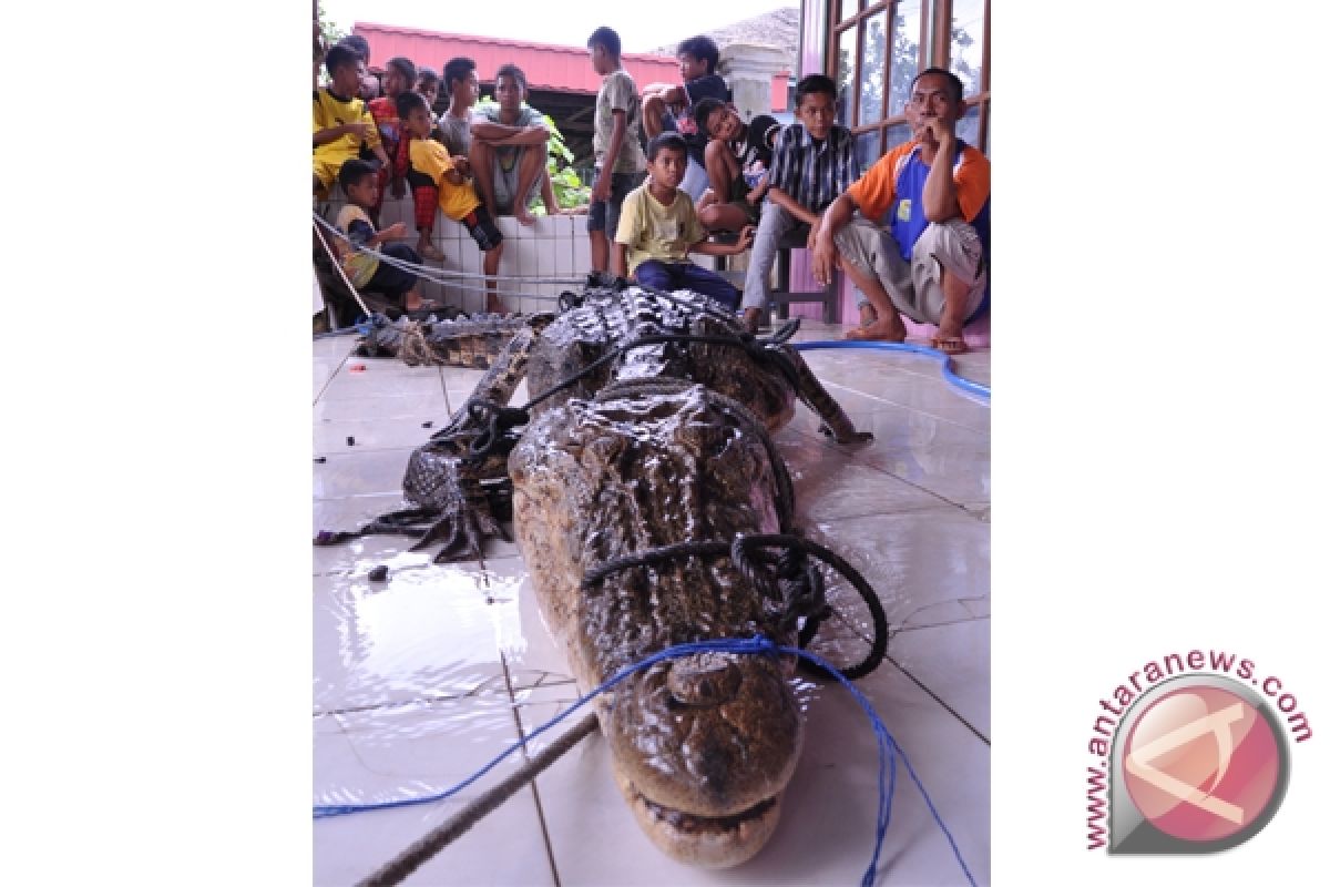 Satu Lagi Warga Kotim Tewas Diterkam Buaya