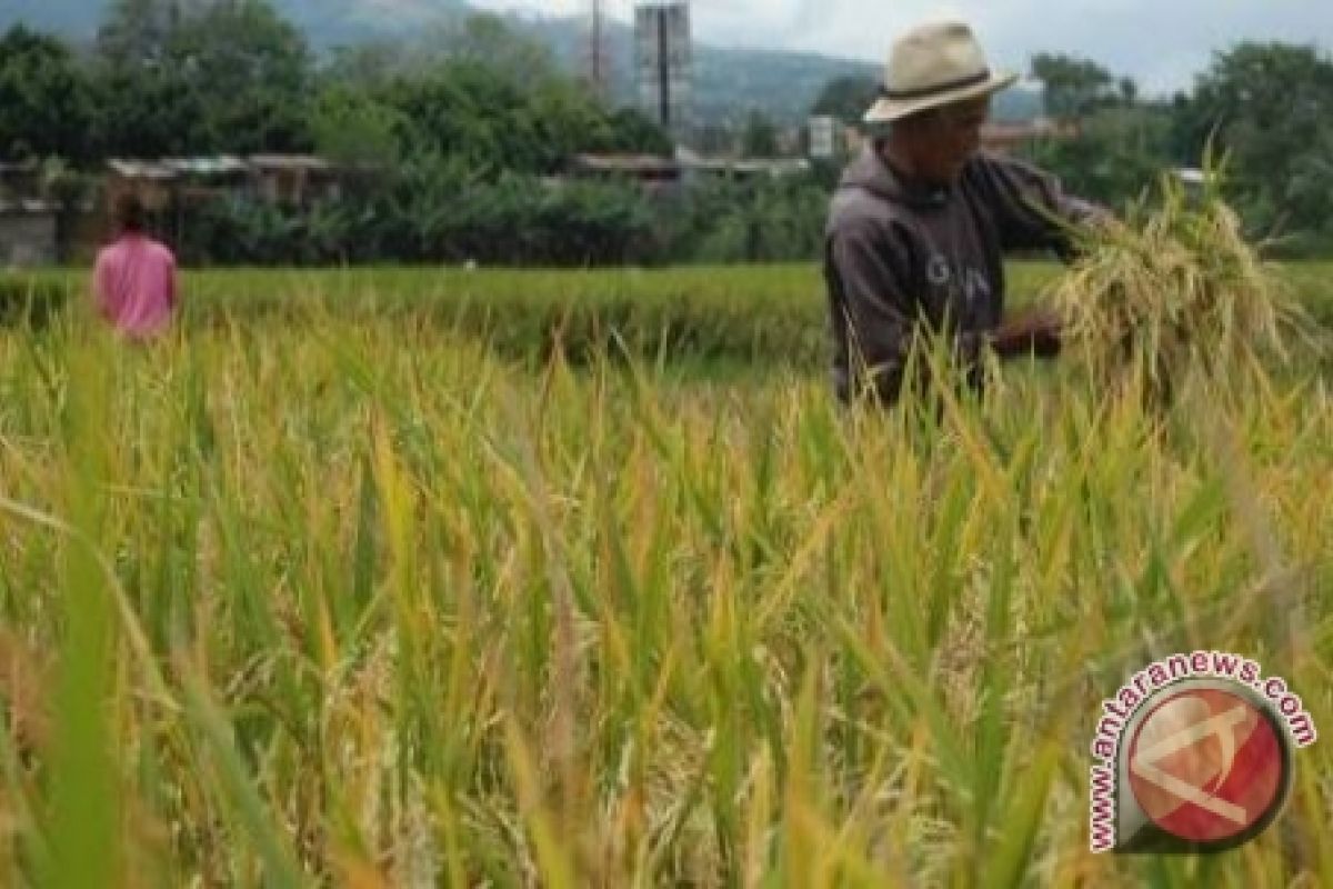 Poso Aman Dari Rawan Pangan