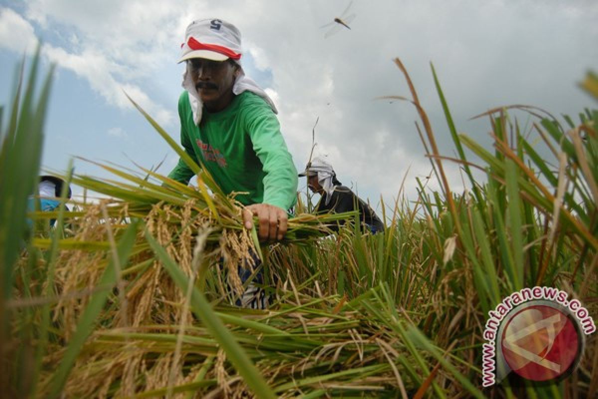 Kementan optimistis produksi padi 73,5 juta ton