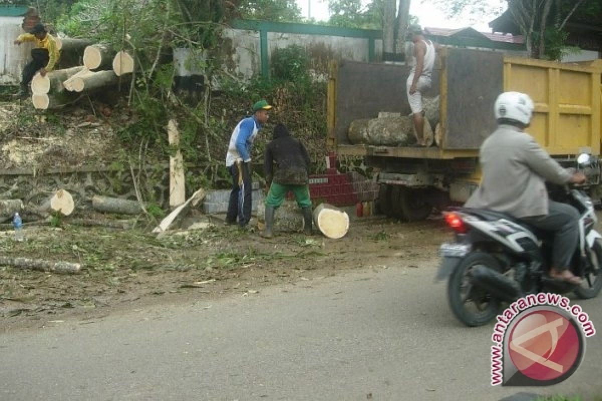 Petugas Bersihkan Pohon Tumbang Akibat Angin Kencang