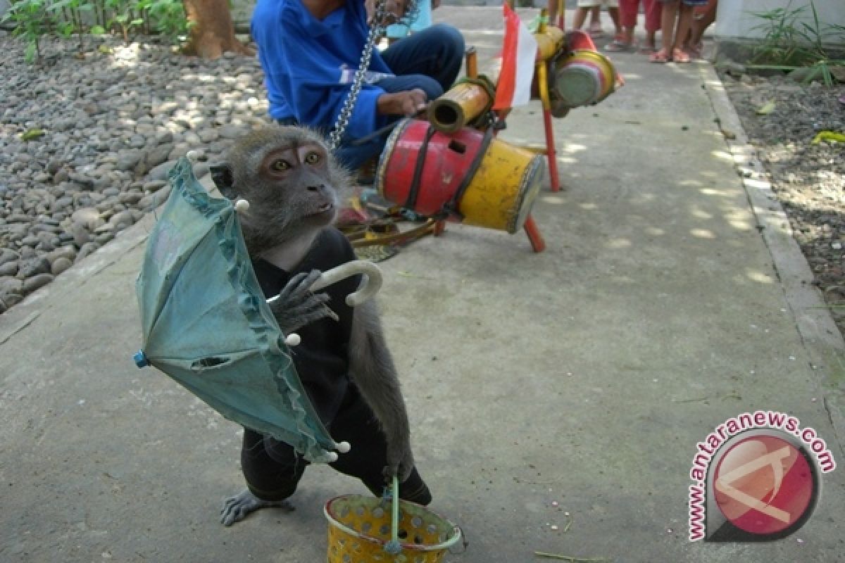 Warga Mukomuko eliminasi monyet terduga rabies