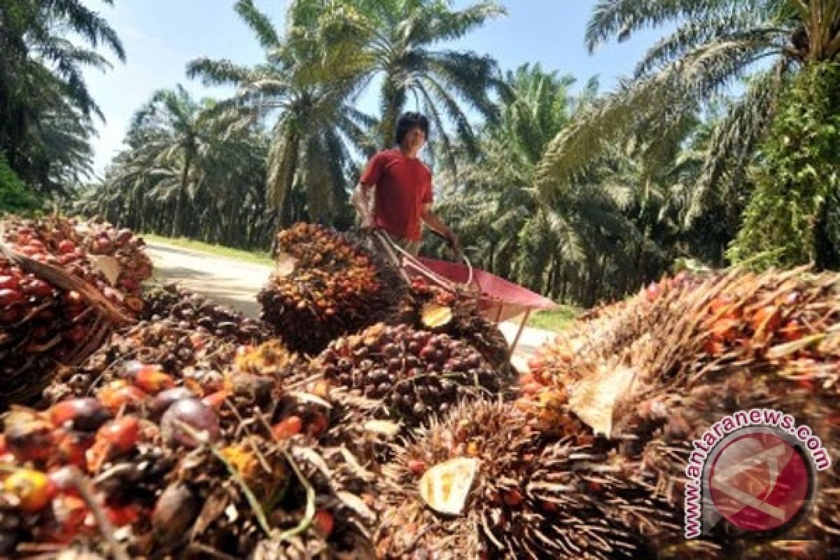 Harga TBS Kelapa Sawit Barito Utara Naik