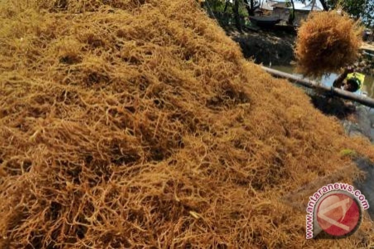 Petani rumput laut di Parigi Moutong terkendala pemodalan