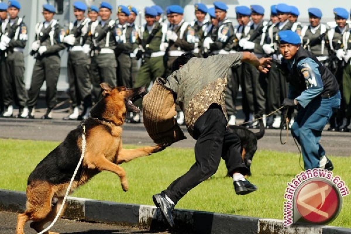  Anjing kecil selamatkan nyawa gadis tiga tahun Polandia