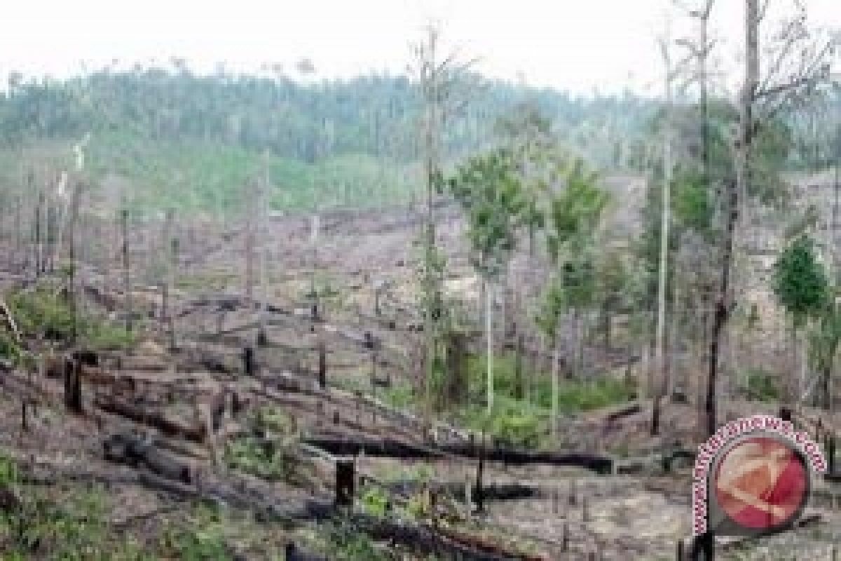 REDD+: 80 Persen Hutan Kalteng Beralih Fungsi