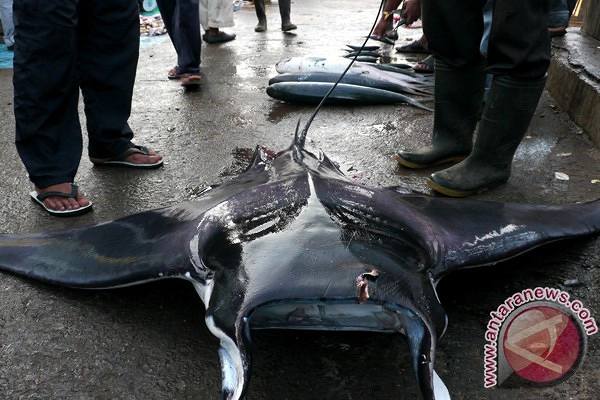 Nelayan Gunung Kidul tangkap ikan pari raksasa