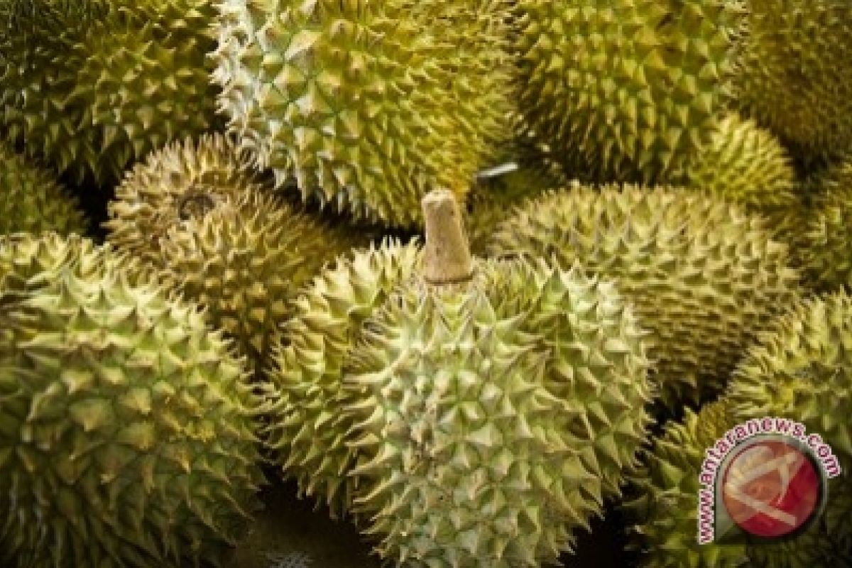 Durian Wakai Laris Manis Di Gorontalo