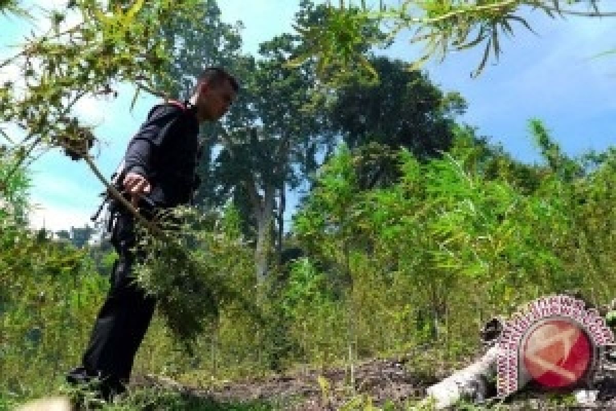 Indonesia Komitmen Tolak Legalisasi Ganja 