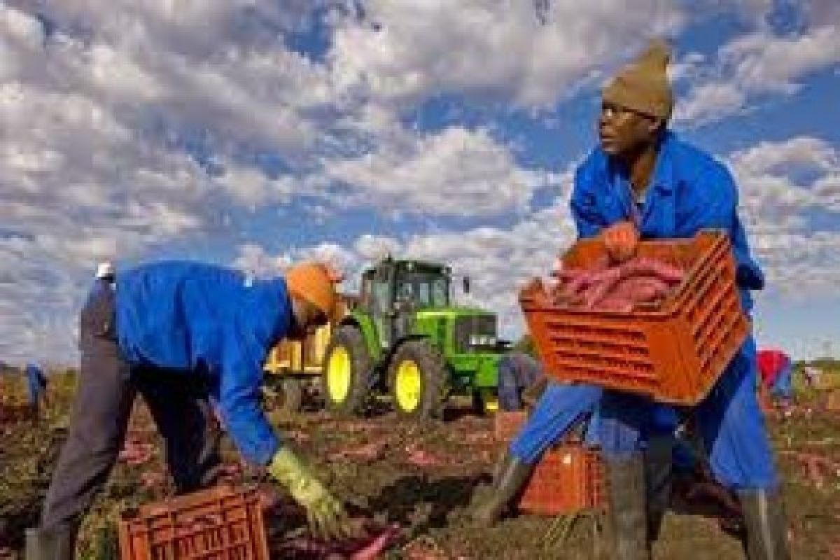 Pasar pangan Afrika berpotensi tinggi