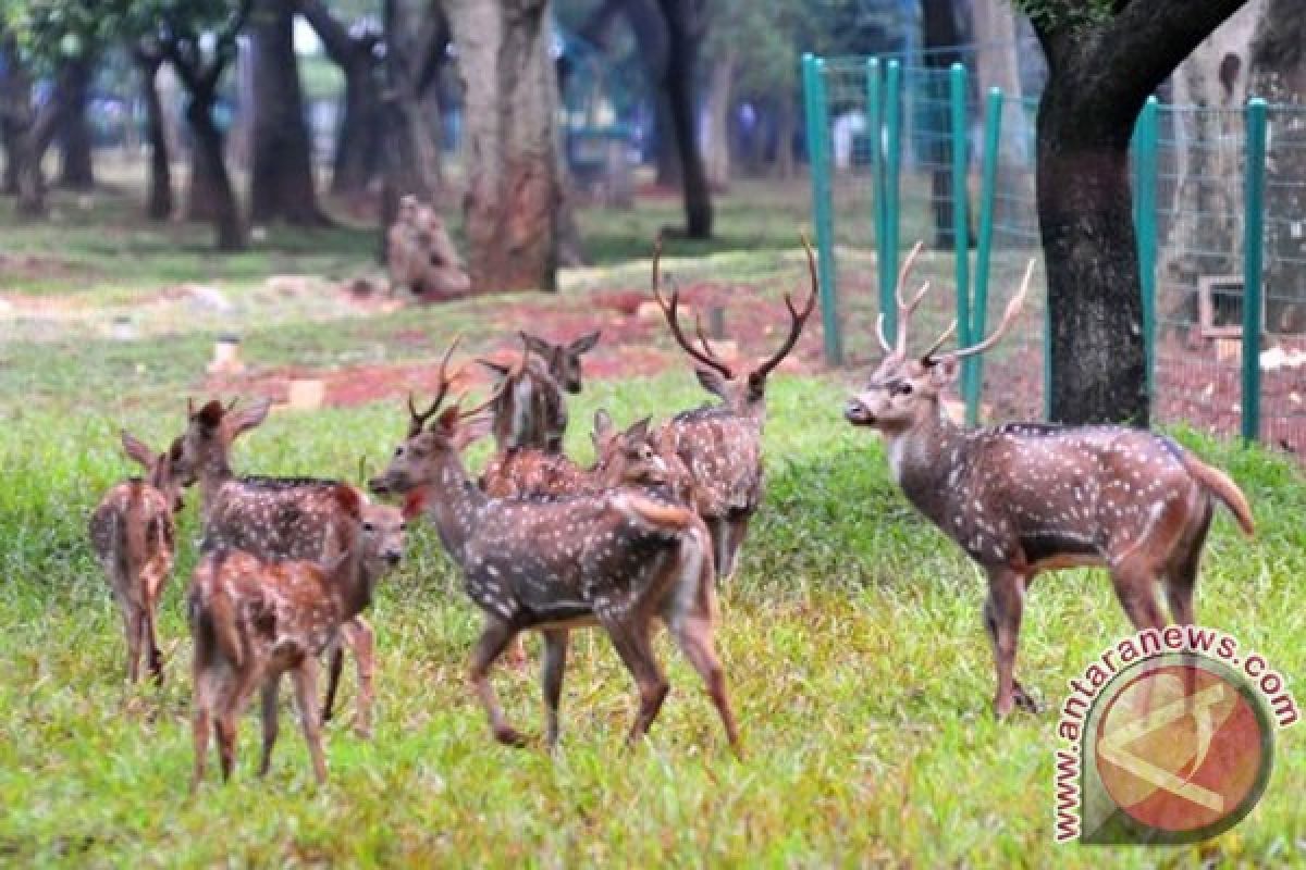 Delapan ekor satwa lahir di KBS