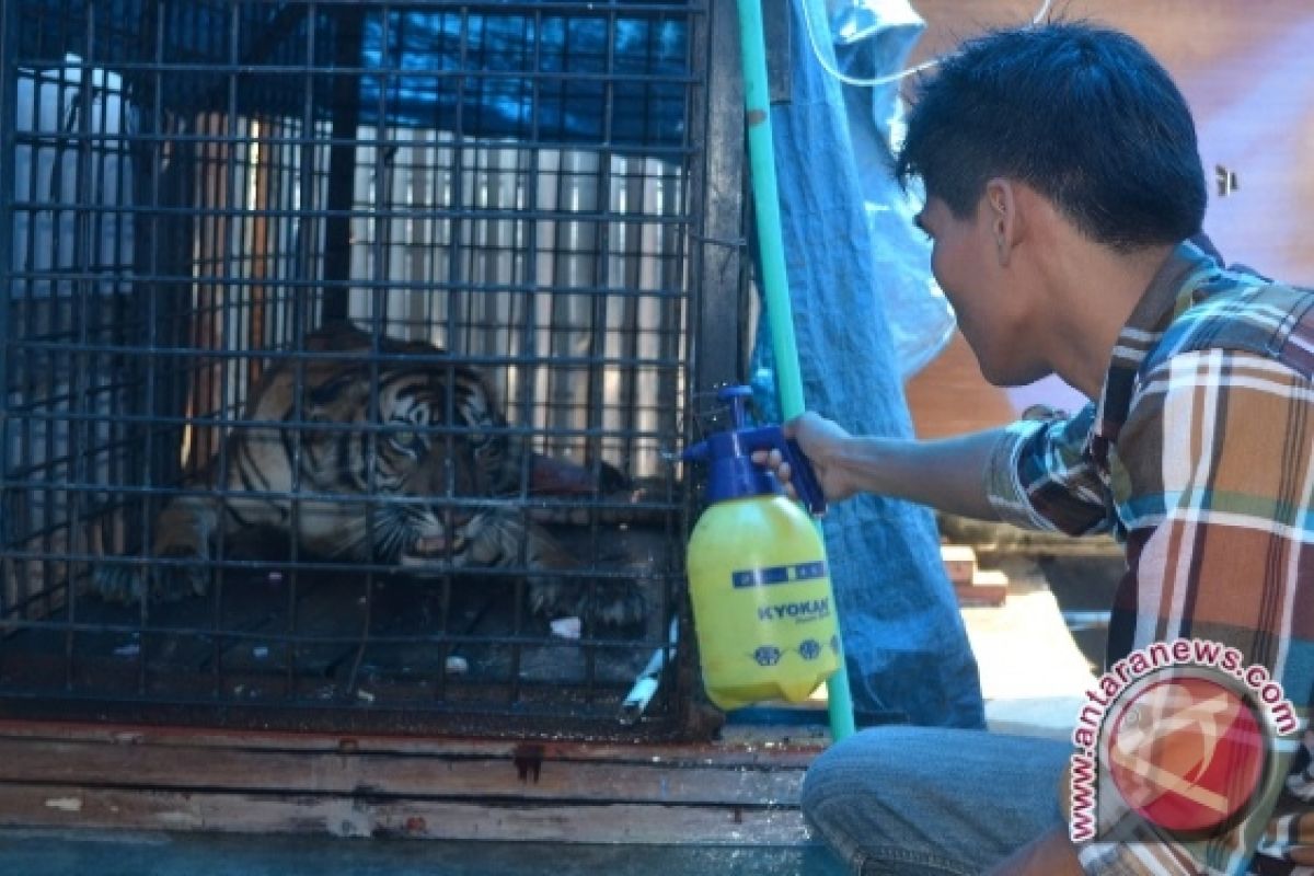 Harimau terkena jerat butuh perawatan intensif