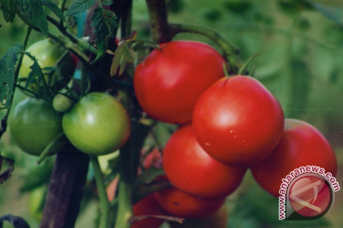 Harga Tomat Di Gorontalo Utara Turun 