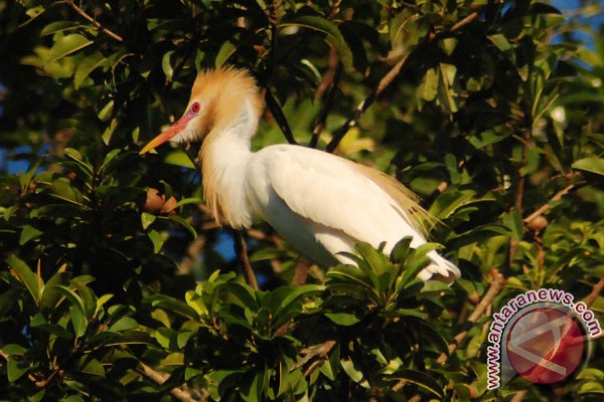 Petani Lebak lestarikan burung kuntul