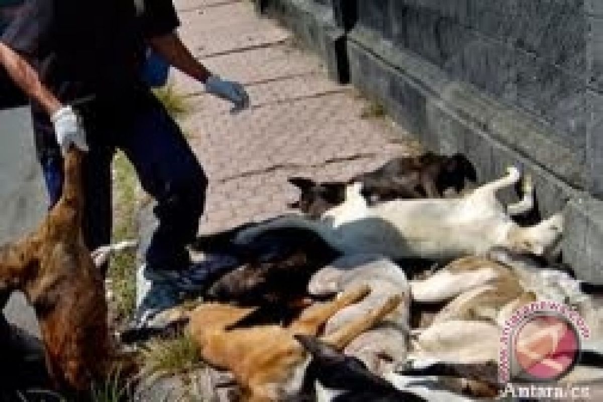 109 anjing liar dimusnahkan di Batanghari