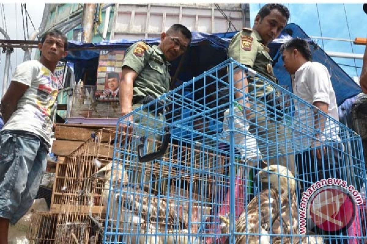 Pedagang satwa liar ditangkap di Gorontalo