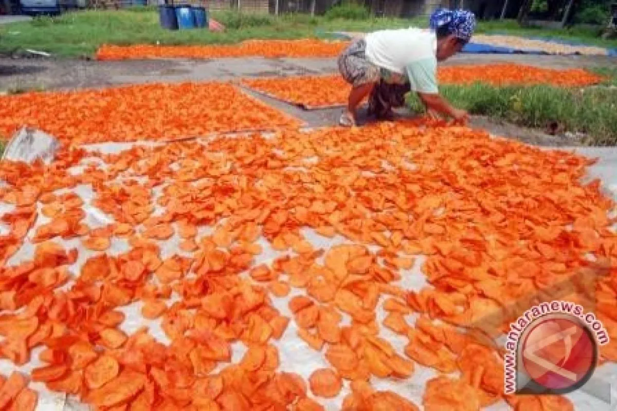 Biji Karet Disulap Jadi Keripik