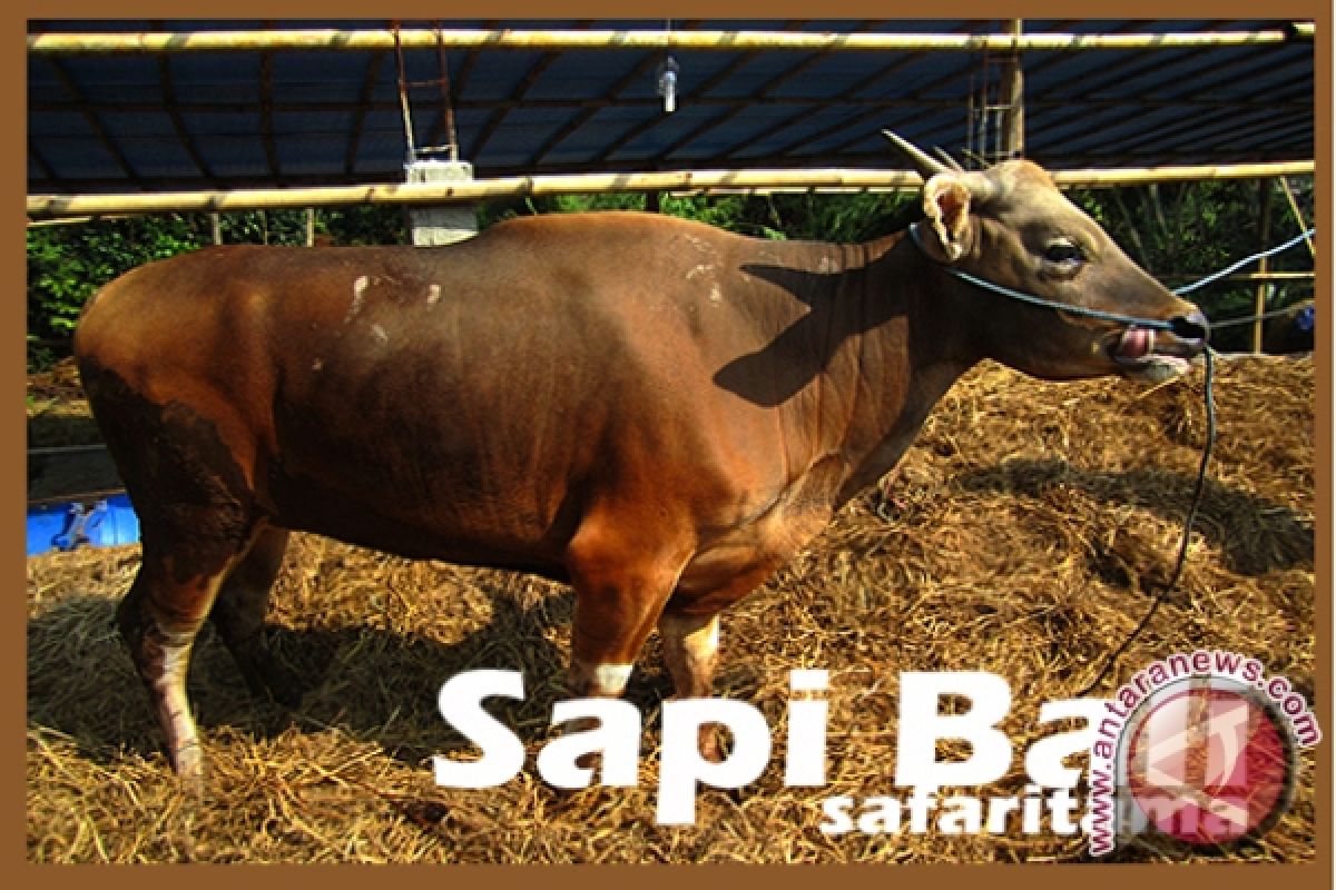 Sapi Bali Dikembangkan