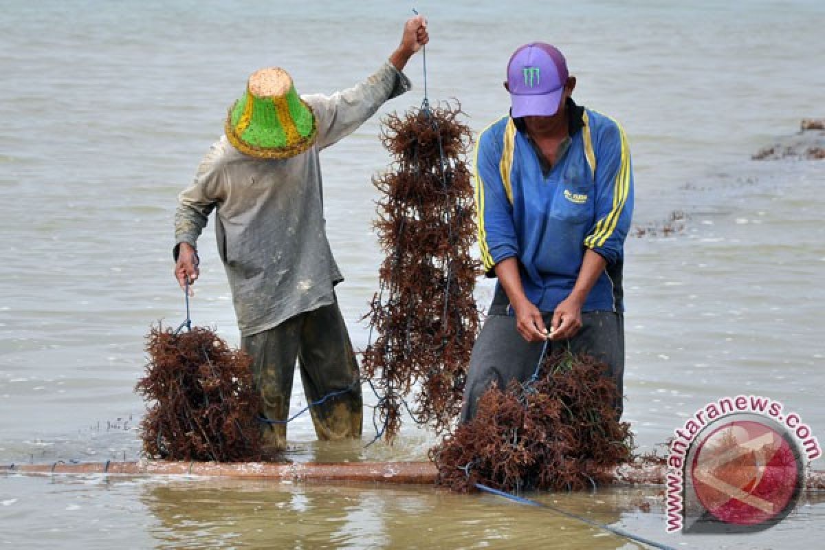 Indonesia tiga besar pemasok rumput laut