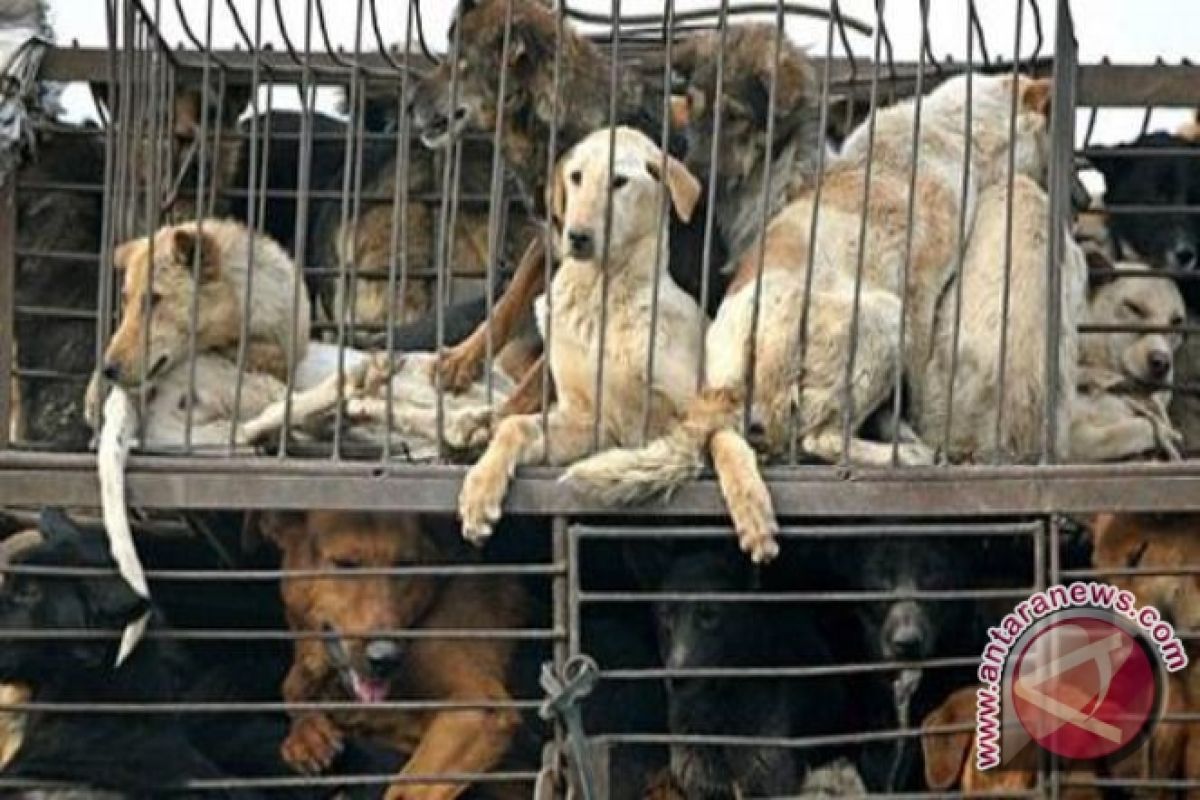 Pasar Jaya benarkan oknum pedagang jual daging anjing