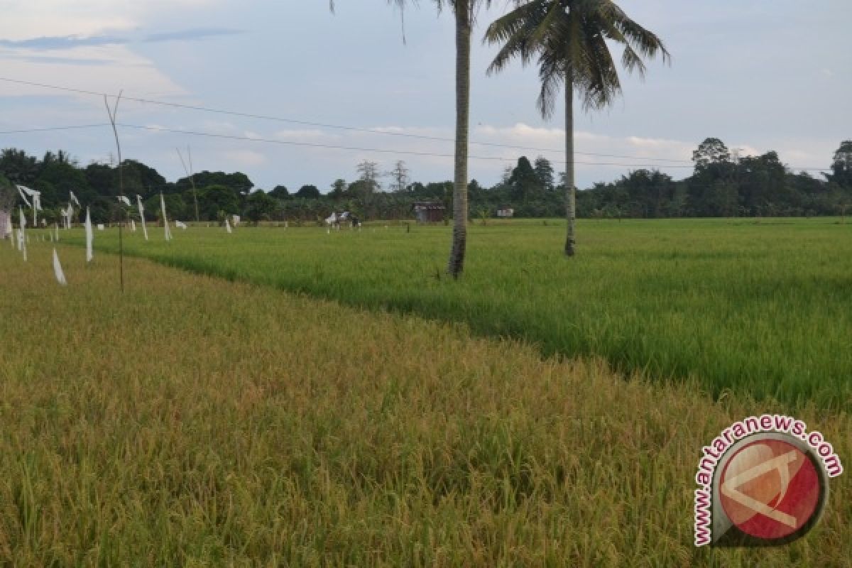 Lahan Pertanian Balikpapan Terus Menyusut