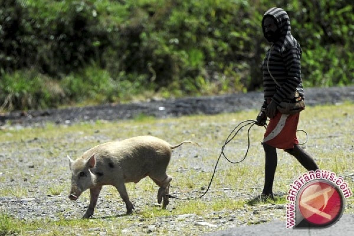  Lebih dari 900 bangkai babi ditemukan di Sungai Huangpu