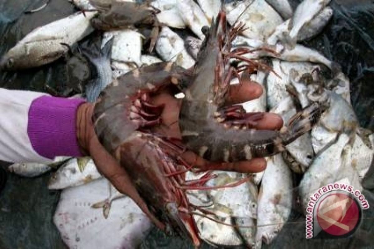 UGM mengolah limbah udang menjadi closet sanitizer