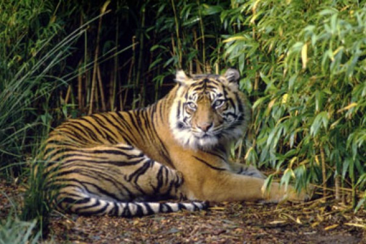 Warga resah adanya laporan harimau berkeliaran