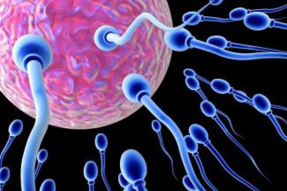 Sperma Pun Punya Masa Subur - ANTARA News Sumatera Barat - Berita Terkini  Padang, Sumatera Barat
