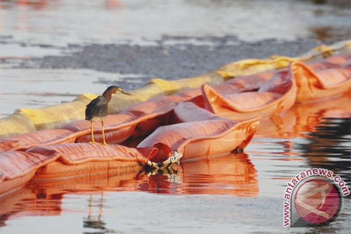 Enam aktivis Greenpeace panjat anjungan minyak Shell 