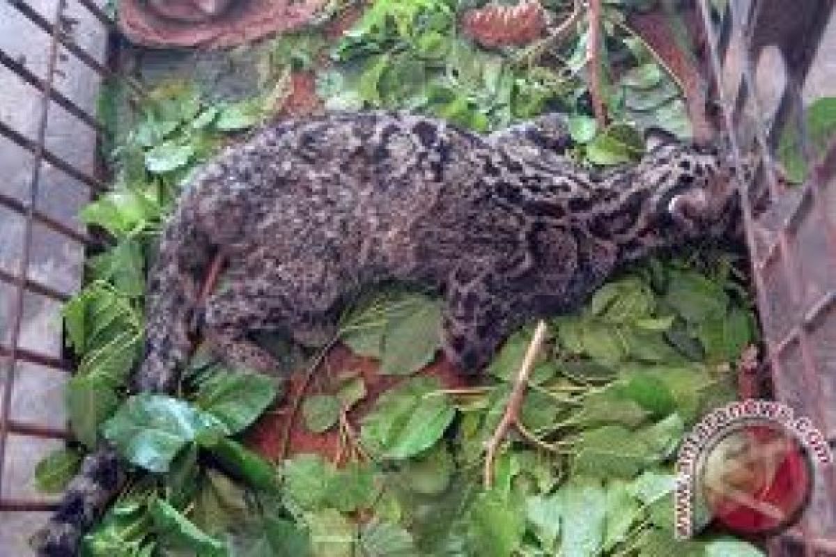 BKSDA Sumbar Lepas Harimau Dahan di TRBH Padang