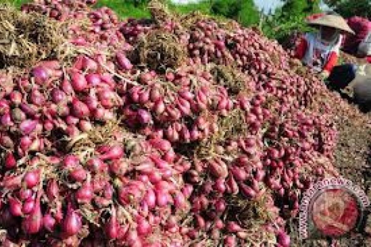 Solok Selatan Manfaatkan Lahan Tidur Kembangkan Bawang