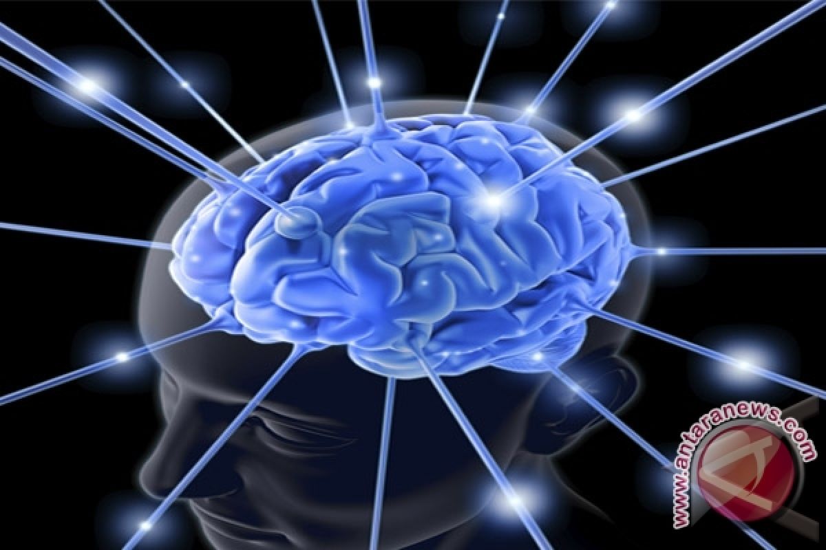Bukti Gelombang Otak Pandu Pembentukan Memori