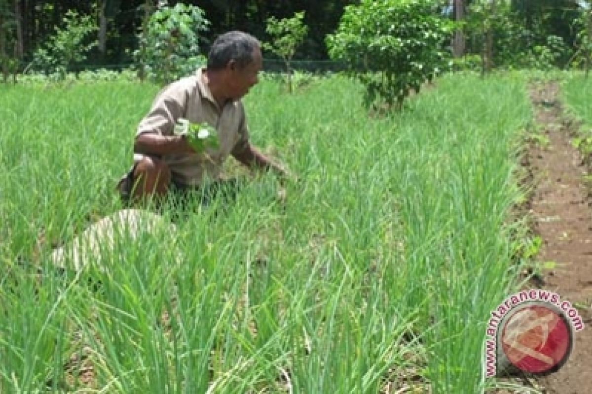 Hama ulat serang tanaman bawang di Kulon Progo