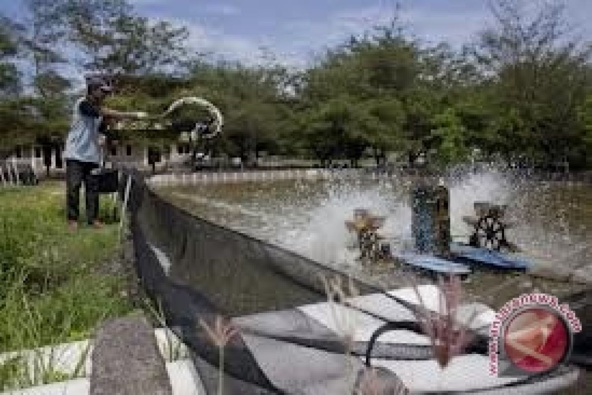 Harga udang air tawar tinggi di Palembang 