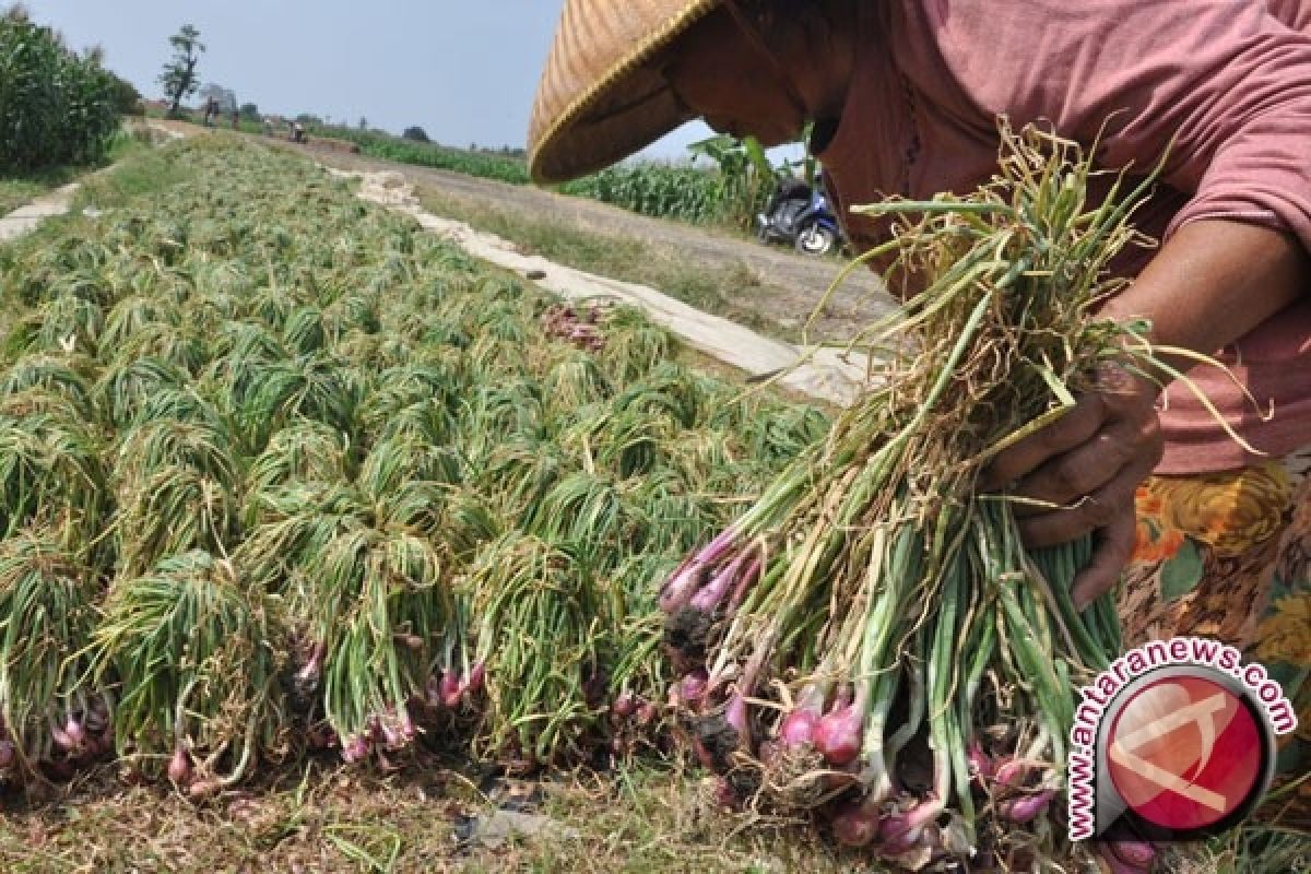 Rejang Lebong budidayakan bawang seluas 120 hektare di tiga kecamatan