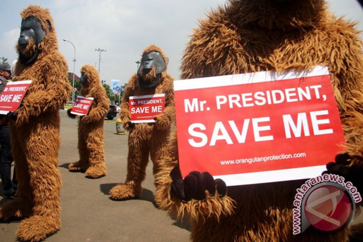 Presiden diminta dukung perlindungan orangutan