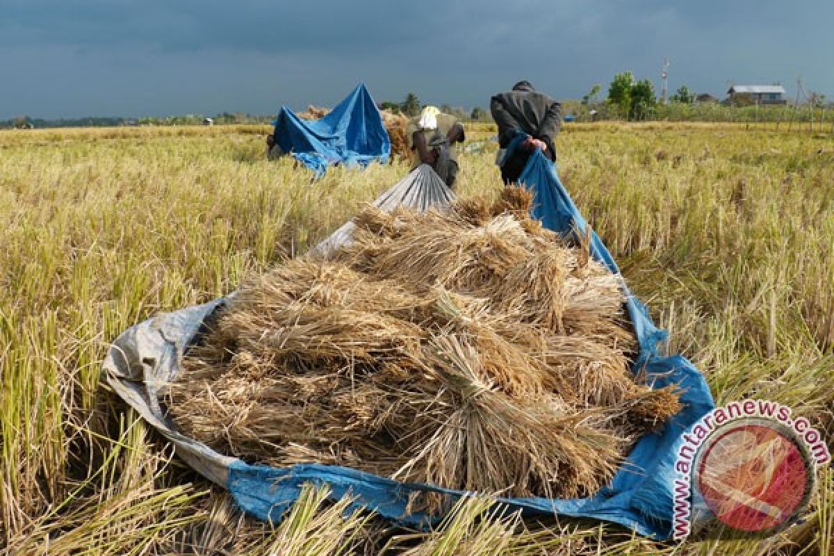 "Keujrun Blang" berperan tingkatkan produksi gabah Aceh Utara