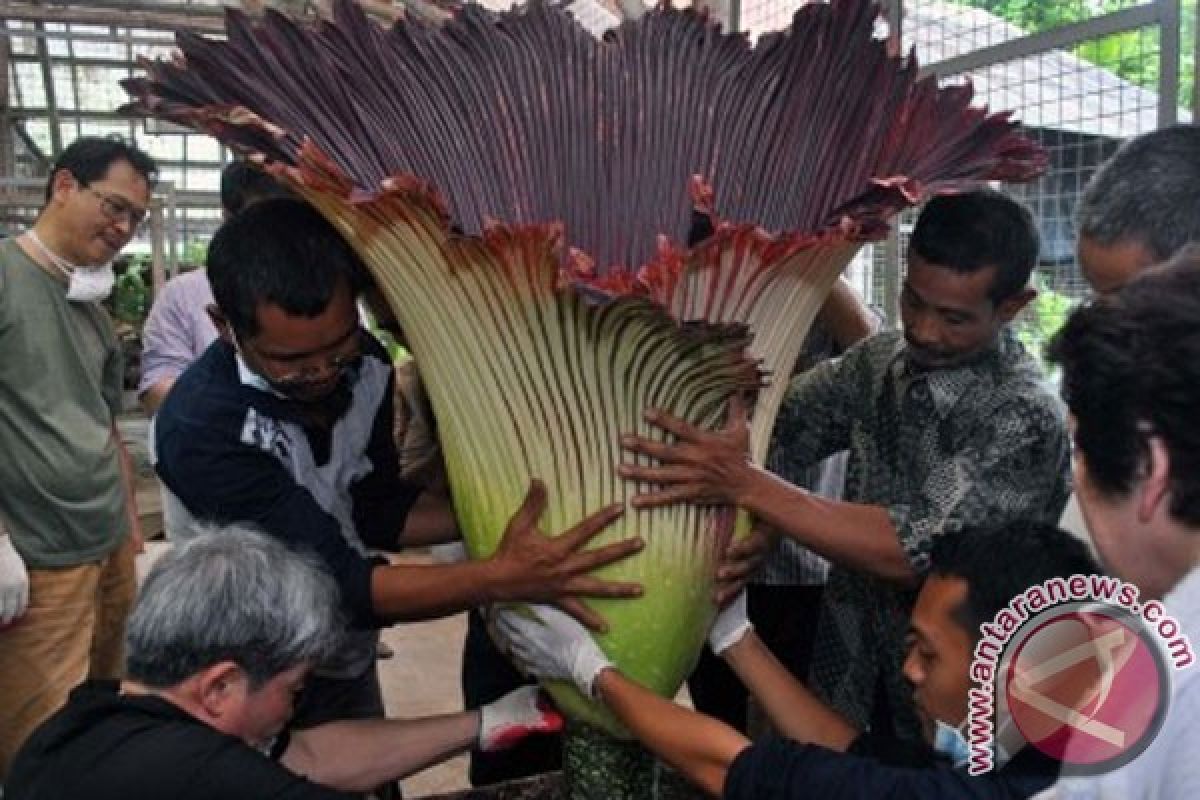 Partisipasi Bunga Bangkai di Korea Dorong Pariwisata Indonesia