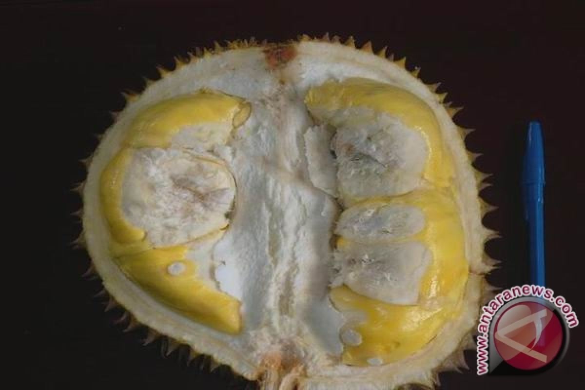 Petani Lebak kembangkan varietas durian matahari 