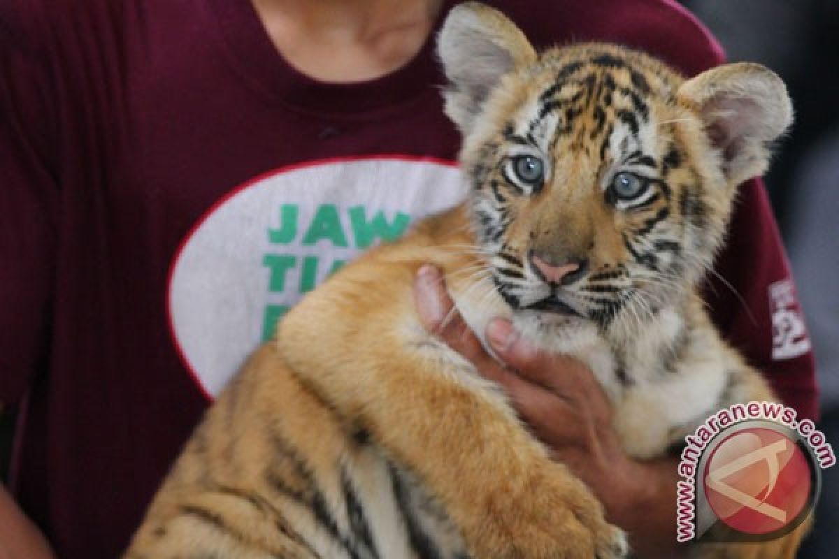 Sepasang anak harimau temuan dipindah ke Lamongan