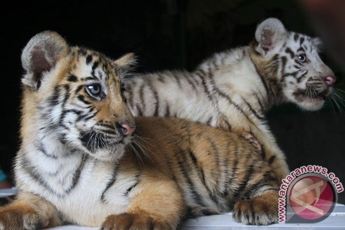 BKSDA: harimau dahan meresahkan dibunuh warga