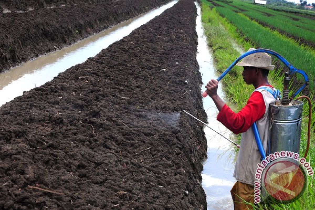 Sumut perluas areal tanaman bawang petani