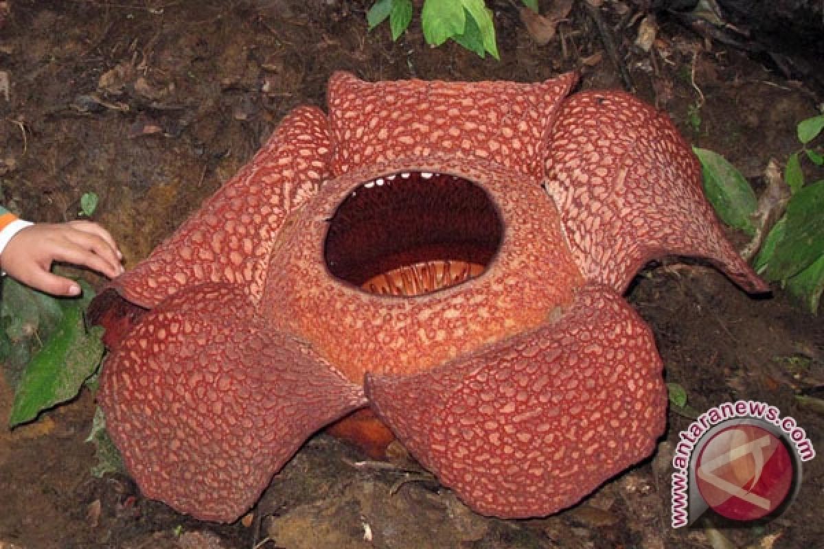 Rafflesia mekar di hutan Boven Lais       