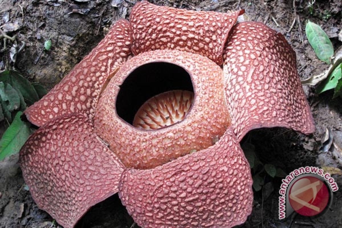 Dua bunga rafflesia ditemukan di hutan lindung Bengkulu