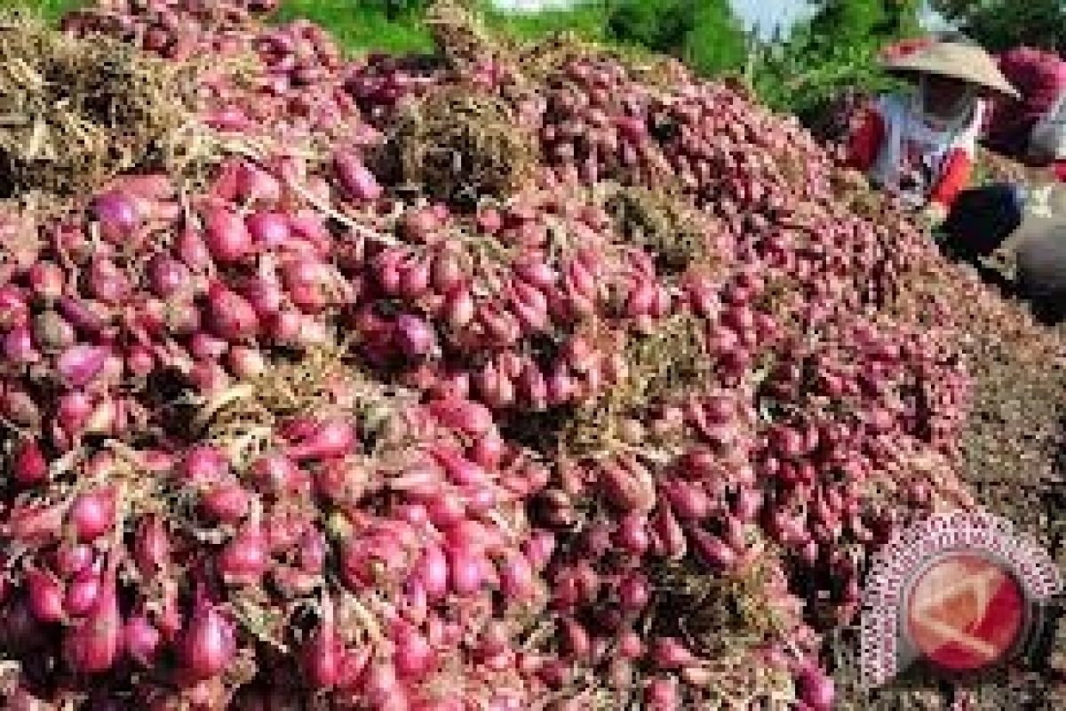 Harga bawang merah anjlok, petani Penajam merugi
